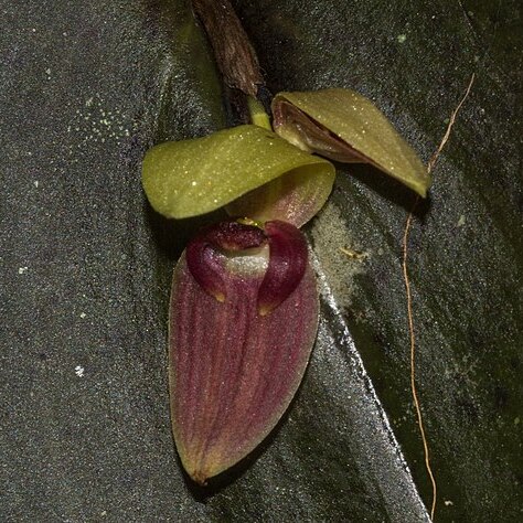 Pleurothallis imperialis unspecified picture