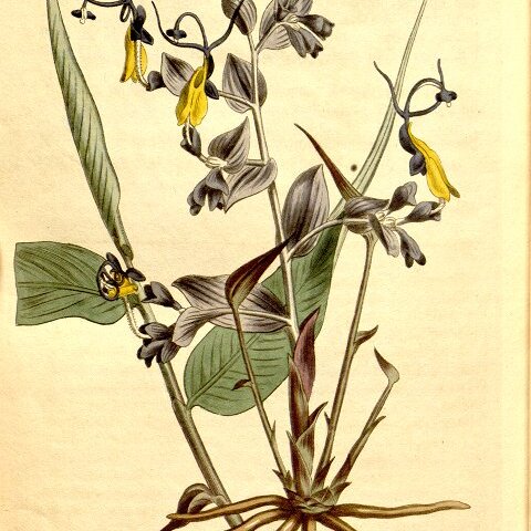 Globba radicalis unspecified picture