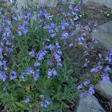 Salvia officinalis subsp. lavandulifolia unspecified picture