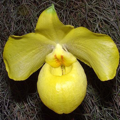 Paphiopedilum armeniacum unspecified picture