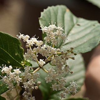 Viburnum luzonicum unspecified picture