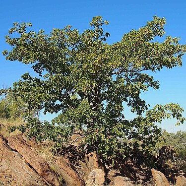 Terminalia hadleyana unspecified picture