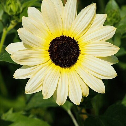 Helianthus debilis subsp. cucumerifolius unspecified picture