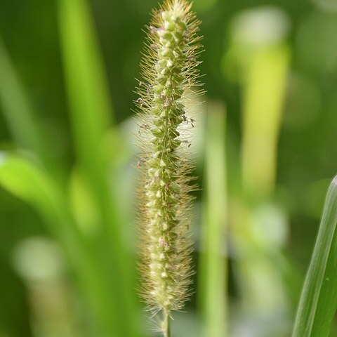 Digitaria iburua unspecified picture