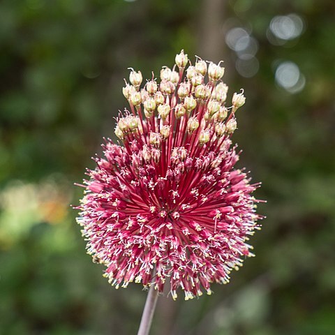 Allium amethystinum unspecified picture