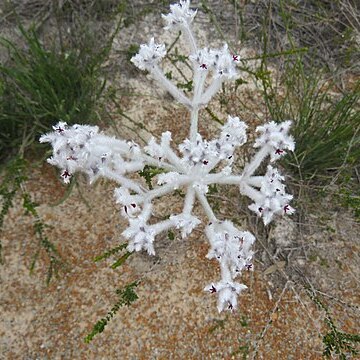 Conospermum incurvum unspecified picture