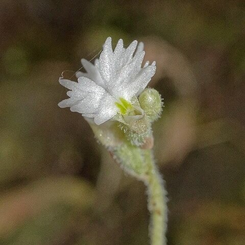 Cheirostylis chinensis unspecified picture