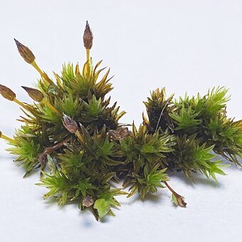 Orthotrichum anomalum unspecified picture