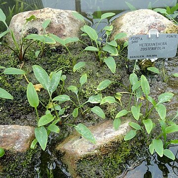 Heteranthera zosterifolia unspecified picture