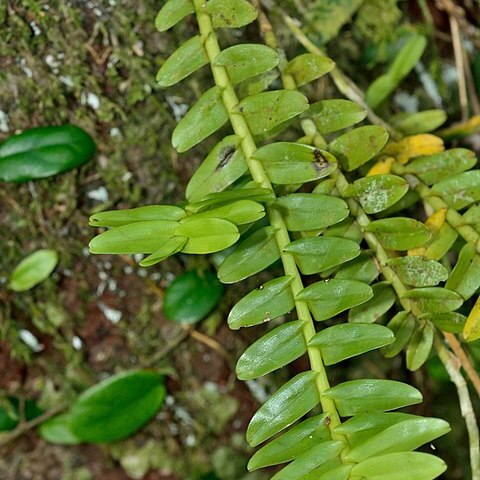 Appendicula reflexa unspecified picture