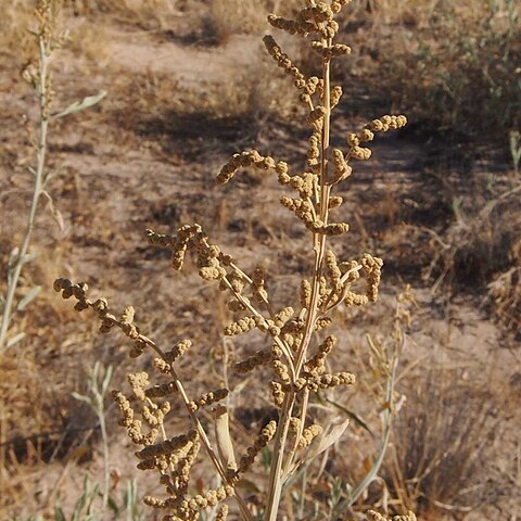 Chenopodium auricomum unspecified picture