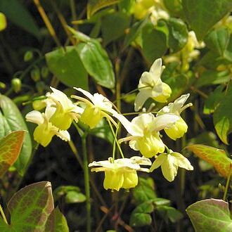 Epimedium unspecified picture