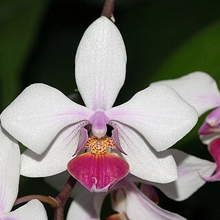 Phalaenopsis x intermedia unspecified picture