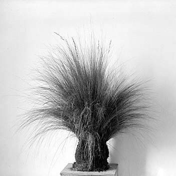 Festuca nubigena unspecified picture