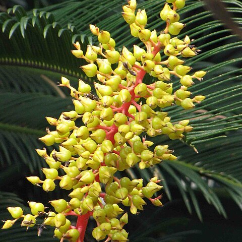 Aechmea ramosa unspecified picture