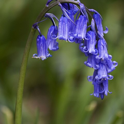 Hyacinthoides unspecified picture