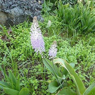 Scilla madeirensis unspecified picture