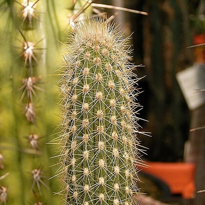 Weberbauerocereus longicomus unspecified picture