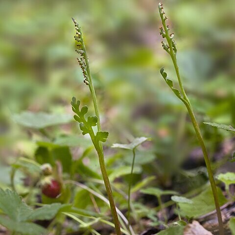 Botrychium pedunculosum unspecified picture