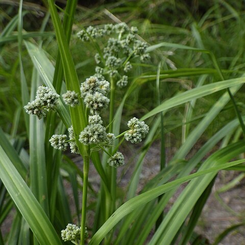 Scirpus hattorianus unspecified picture