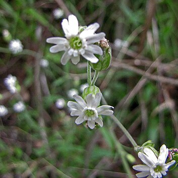 Silene tatarinowii unspecified picture