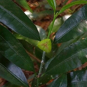 Excoecaria oppositifolia unspecified picture