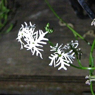 Schizopetalon unspecified picture