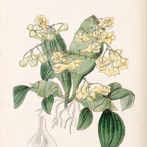 Dendrobium compressum unspecified picture