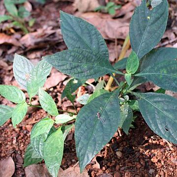 Eranthemum roseum unspecified picture