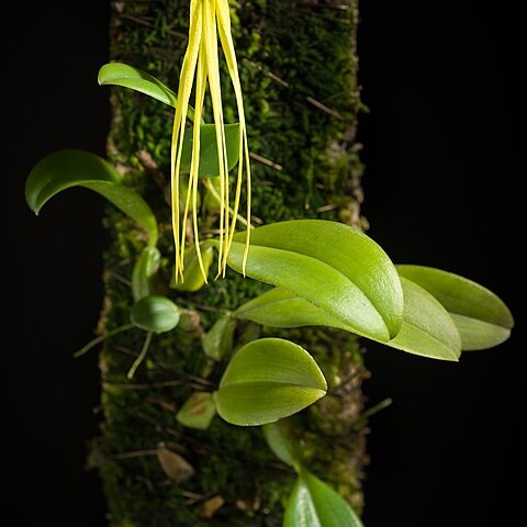 Bulbophyllum thiurum j.j.verm. & p.o'byrne unspecified picture