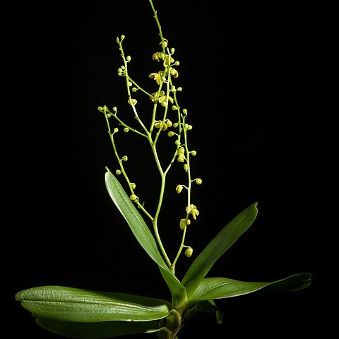 Trichoglottis chrysochila unspecified picture