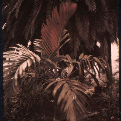 Archontophoenix tuckeri unspecified picture