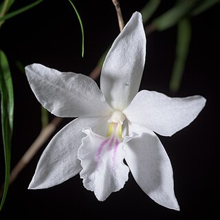 Dendrobium papilio unspecified picture