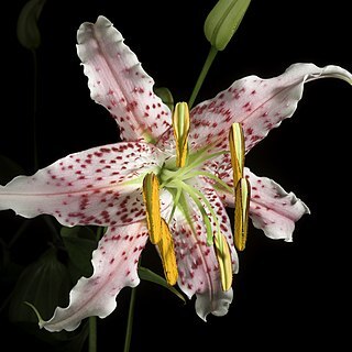 Lilium speciosum var. clivorum unspecified picture