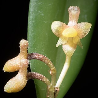 Ceratostylis backeri unspecified picture