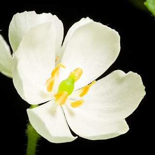 Podophyllum grayi unspecified picture