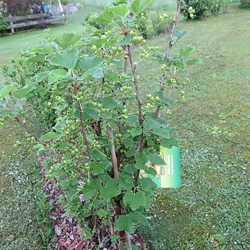 Ribes sativum unspecified picture