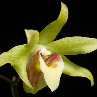 Dendrobium officinale unspecified picture