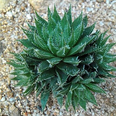 Haworthia bolusii unspecified picture