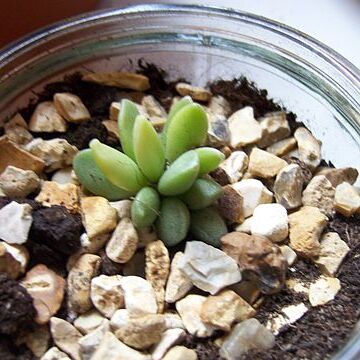 Adromischus schuldtianus unspecified picture