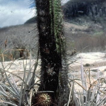 Coleocephalocereus purpureus unspecified picture