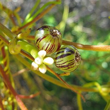 Cassytha melantha unspecified picture