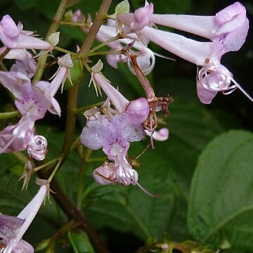 Plectranthus ecklonii unspecified picture