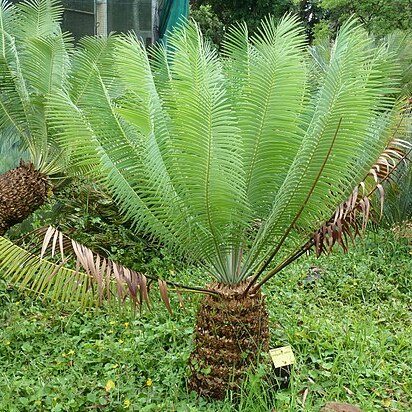 Encephalartos inopinus unspecified picture