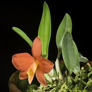 Cattleya pygmaea unspecified picture