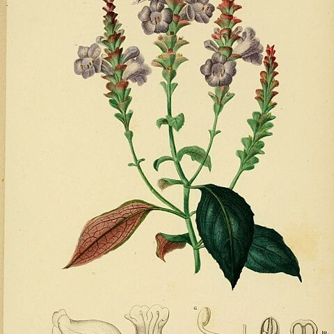 Strobilanthes sabiniana unspecified picture