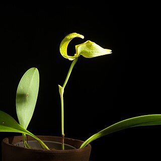 Bulbophyllum grandiflorum unspecified picture