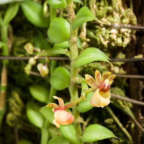 Gastrochilus kadooriei unspecified picture