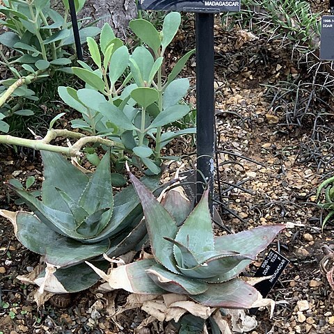 Aloe imalotensis unspecified picture