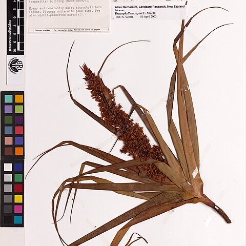 Dracophyllum sayeri unspecified picture